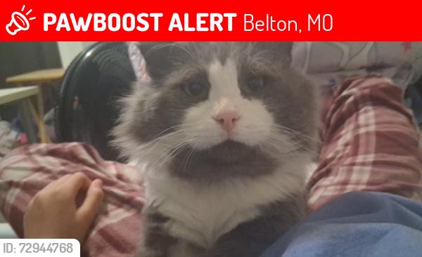 Lost Male Cat last seen Chestnut south benton, Belton, MO 64012