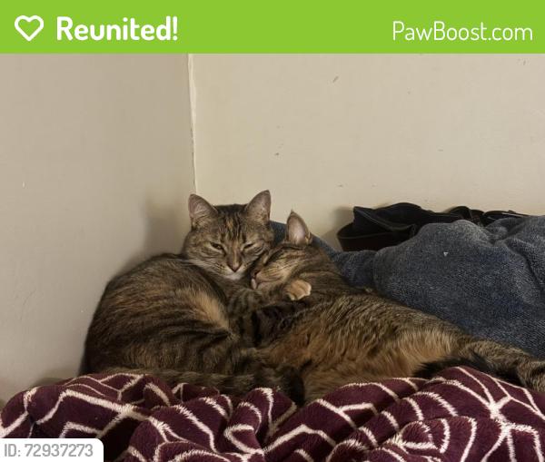 Reunited Female Cat last seen Rte 9w, Selkirk, NY 12158