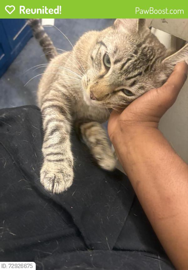 Reunited Male Cat last seen Wholefoods 365 on Cloverfield and Pico, Santa Monica, CA 90404