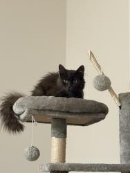 Lost Female Cat last seen Near Ernest lane , Lyman, SC 29365