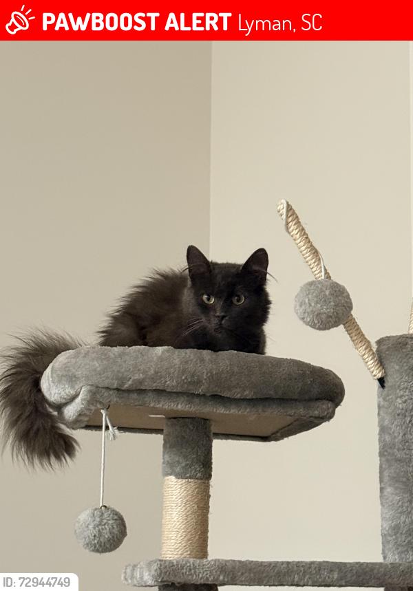 Lost Female Cat last seen Near Ernest lane , Lyman, SC 29365