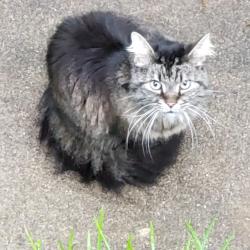 Found/Stray Unknown Cat last seen Kanuga at old kanuga, Hendersonville, NC 28739