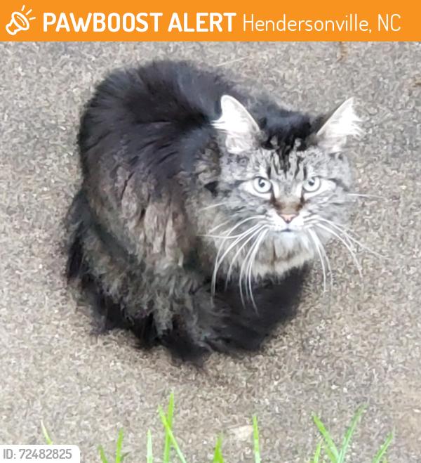 Found/Stray Unknown Cat last seen Kanuga at old kanuga, Hendersonville, NC 28739
