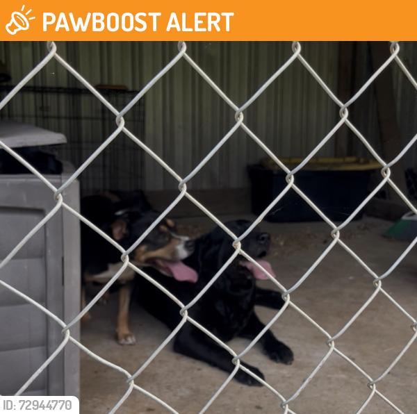 Found/Stray Female Dog last seen Concord Rd , Cherokee County, SC 29340