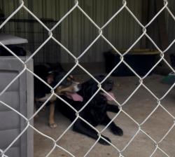 Found/Stray Female Dog last seen Concord Rd , Cherokee County, SC 29340