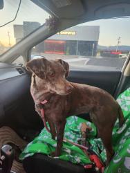Reunited Female Dog last seen 22nd and prudence, Tucson, AZ 85710