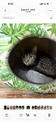 Reunited Female Cat last seen Near market hill drive , Fayetteville, NC 28306