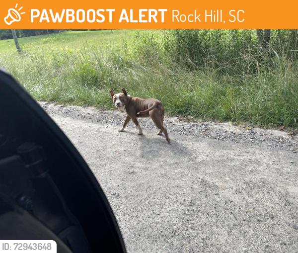 Found/Stray Male Dog last seen McConnells Hwy & Bookout Road, Rock Hill, SC 29730
