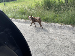 Found/Stray Male Dog last seen McConnells Hwy & Bookout Road, Rock Hill, SC 29730