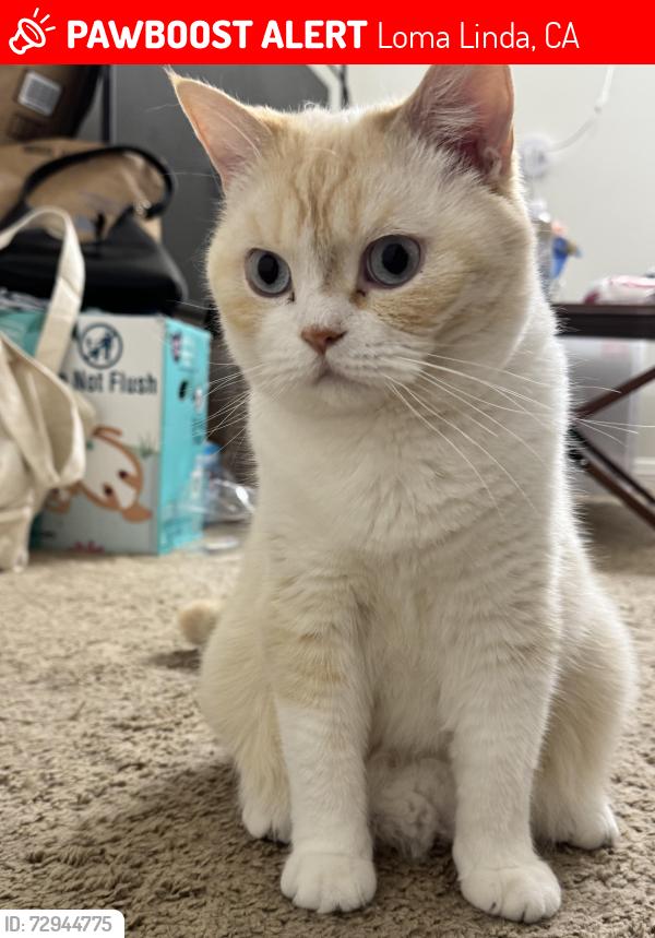 Lost Male Cat last seen Mountain view ave, Loma Linda, CA 92354