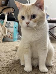 Lost Male Cat last seen Mountain view ave, Loma Linda, CA 92354