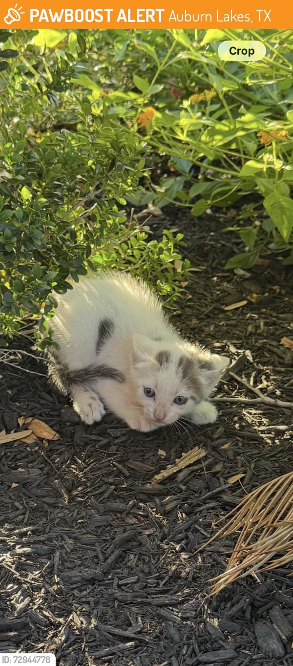 Found/Stray Unknown Cat last seen Auburn bend dr /auburn Lynn, Auburn Lakes, TX 77389