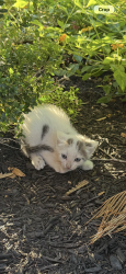 Found/Stray Unknown Cat last seen Auburn bend dr /auburn Lynn, Auburn Lakes, TX 77389