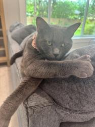 Reunited Male Cat last seen Orchid Dr & Plantation Rd, Plantation, FL 33317