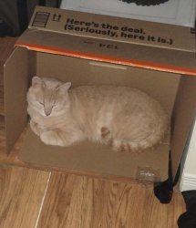Lost Male Cat last seen Wallace street, Clarence-Rockland, ON K4K 1C9