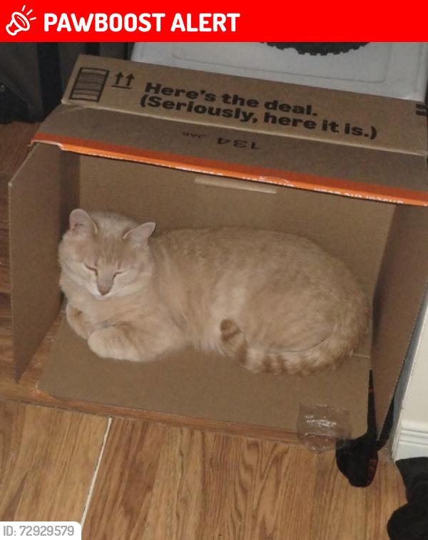 Lost Male Cat last seen Wallace street, Clarence-Rockland, ON K4K 1C9