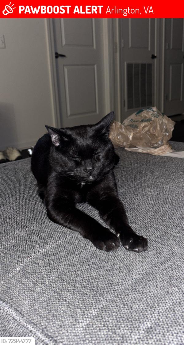 Lost Male Cat last seen Columbia pike , Arlington, VA 22204