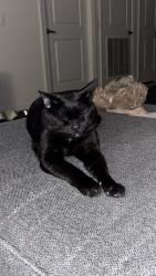 Lost Male Cat last seen Columbia pike , Arlington, VA 22204