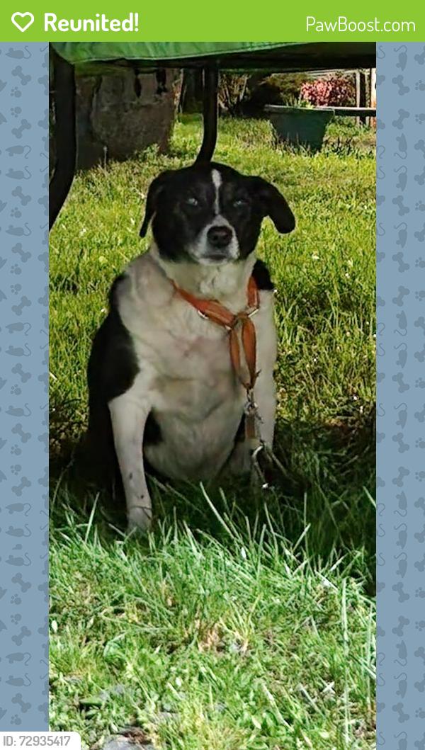 Reunited Unknown Dog last seen Montgomery & Oak, Fairview-Ferndale, PA 17866