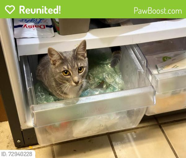 Reunited Female Cat last seen linden rd , Winter Park, FL 32792