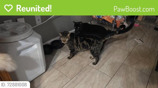 Reunited Male Cat last seen Auld and Grand blvd, Holiday, FL 34690