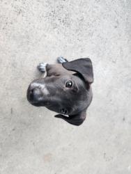 Reunited Female Dog last seen Near Rowell Elementary, Fresno, CA 93702