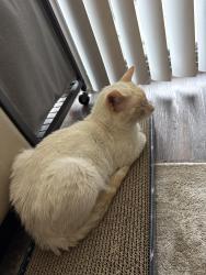 Reunited Male Cat last seen Depo/ industrial , Hayward, CA 94544