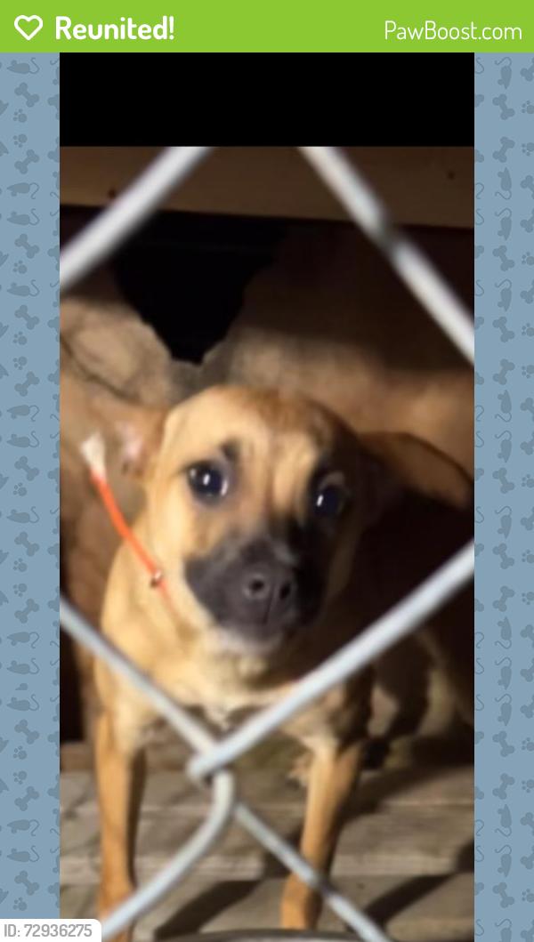 Reunited Female Dog last seen Vermont and S. Michigan Ave, Saginaw, MI 48602