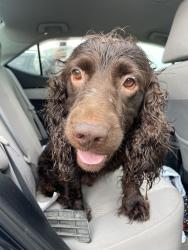 Reunited Male Dog last seen country club drive, Valdosta, GA 31605