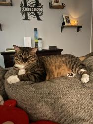 Lost Male Cat last seen West Blodgett and Northern Ave, Lake Bluff, IL 60044