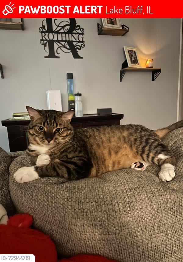 Lost Male Cat last seen West Blodgett and Northern Ave, Lake Bluff, IL 60044