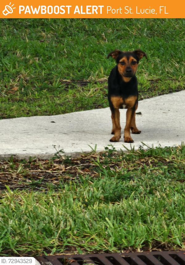 Found/Stray Unknown Dog last seen Canoe Park Circle and Stillwater , Port St. Lucie, FL 34983