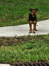 Found/Stray Unknown Dog last seen Canoe Park Circle and Stillwater , Port St. Lucie, FL 34983