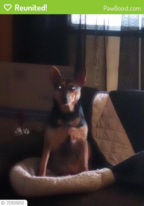 Reunited Female Dog last seen Dejarnette and Central , Elizabethton, TN 37643