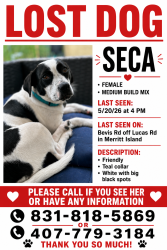 Lost Female Dog last seen Merritt island Library , Merritt Island, FL 32953