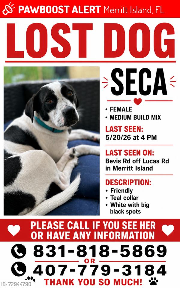 Lost Female Dog last seen Merritt island Library , Merritt Island, FL 32953