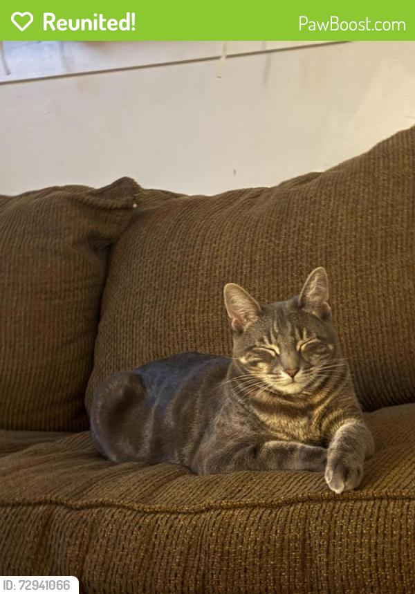 Reunited Male Cat last seen Rio Way , Sandy, UT 84093