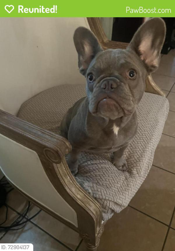 Reunited Female Dog last seen Near Crenshaw Ave, Fort Worth, TX 76105, USA, Fort Worth, TX 76105