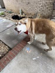 Found/Stray Unknown Dog last seen Bryanstone way, Fayetteville, NC 28314