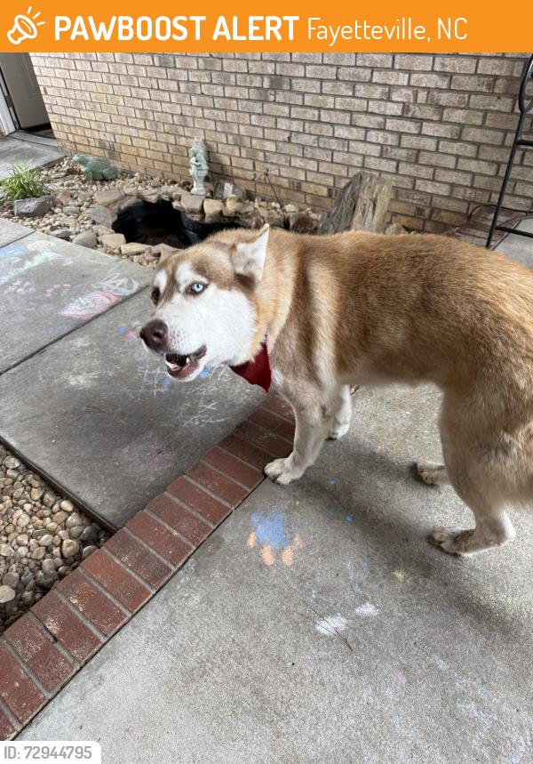 Found/Stray Unknown Dog last seen Bryanstone way, Fayetteville, NC 28314