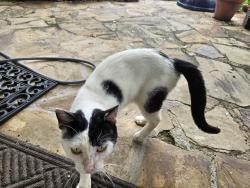 Found/Stray Male Cat last seen Destroy and Gessner, Houston, TX 77080
