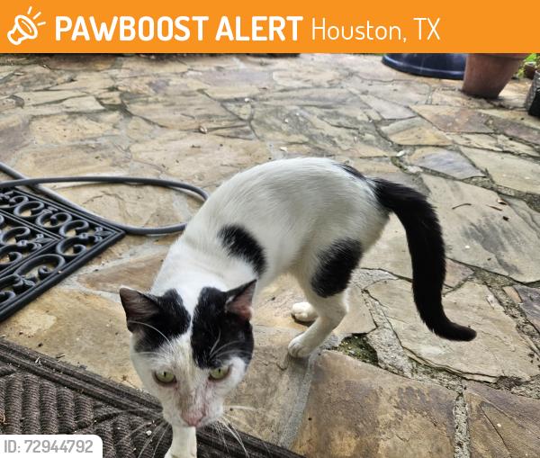 Found/Stray Male Cat last seen Destroy and Gessner, Houston, TX 77080