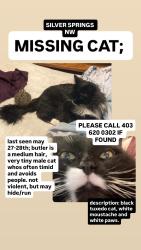 Reunited Male Cat last seen Near silverview rd nw, Calgary, AB T3B