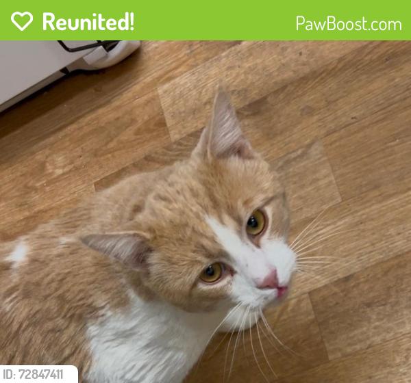 Reunited Male Cat last seen Nana and Manchester, Des Peres, MO 63131