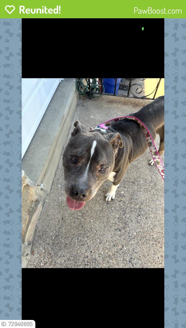 Reunited Male Dog last seen Newberry and Legion , Philadelphia, PA 19154