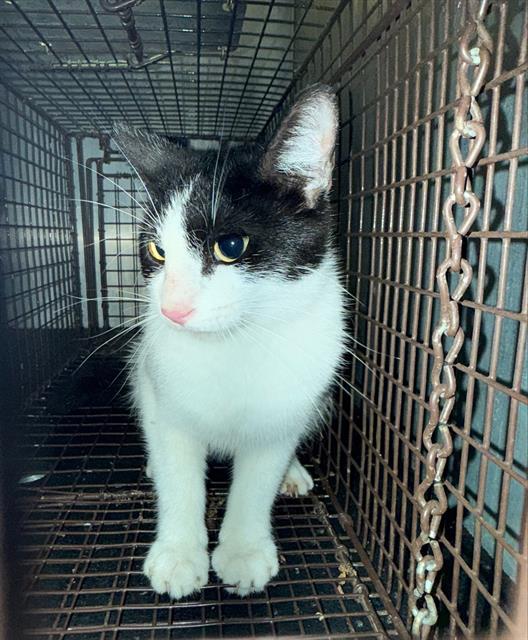 Shelter Stray Female Cat last seen Near BLOCK BULVERDE RD, San Antonio, TX 78227