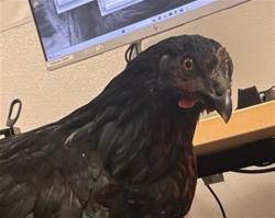 Shelter Stray Female Bird last seen MARIPOSA X MINNESOTA, San Francisco, CA 94103