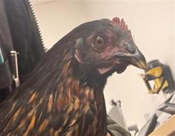 Shelter Stray Female Bird last seen MARIPOSA X MINNESOTA, San Francisco, CA 94103