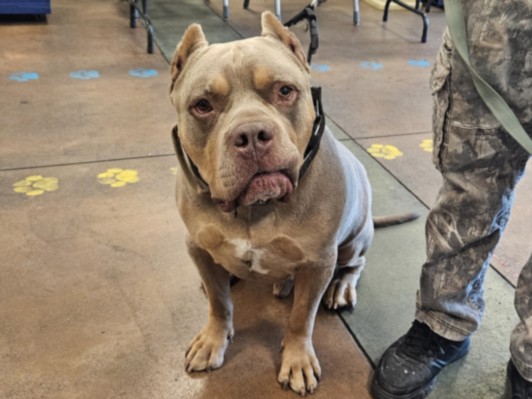Shelter Stray Male Dog last seen , Los Angeles, CA 91405