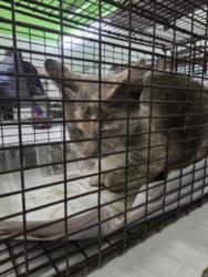 Shelter Stray Female Cat last seen , Los Angeles, CA 90047